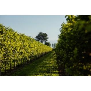 テッレ・デイ・ブース スプマンテ ピノノワール ブリュット ナチュール 750ml イタリア スパークリングワイン |  | 03