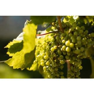 テッレ・デイ・ブース スプマンテ ピノノワール ブリュット ナチュール 750ml イタリア スパークリングワイン |  | 04