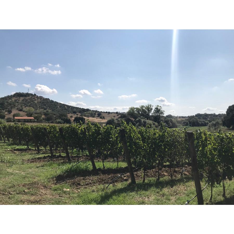 ポデーレ414 トスカーナ フラワー パワー ロゼワイン サンジョヴェーゼ イタリア 750ml 自然派 ナチュラルワイン | オーガニック | 04