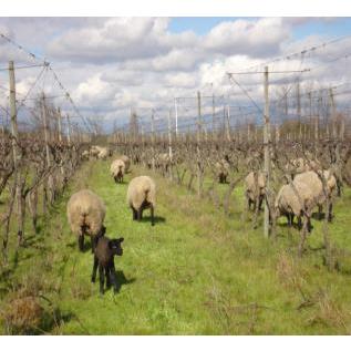 オレンジワイン クォーサーワインズ オレンジ ワイン ドリンカー750ml チリ クリコ ヴァレー ナチュラルワイン |  | 02