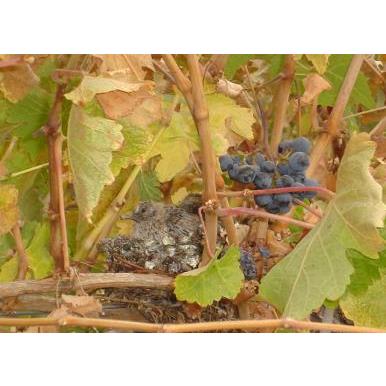 オレンジワイン クォーサーワインズ オレンジ ワイン ドリンカー750ml チリ クリコ ヴァレー ナチュラルワイン |  | 03