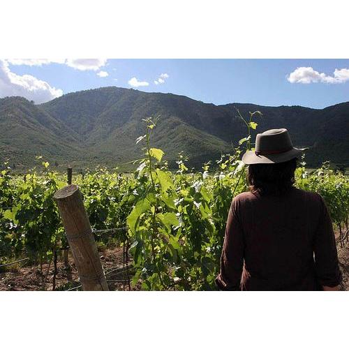 オレンジワイン クォーサーワインズ オレンジ ワイン ドリンカー750ml チリ クリコ ヴァレー ナチュラルワイン |  | 04