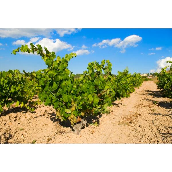 スペイン白ワイン ボデガス・エンゲラ マス エンゲラ ブランコ セレクション 750ml バレンシア｜lamuno｜06