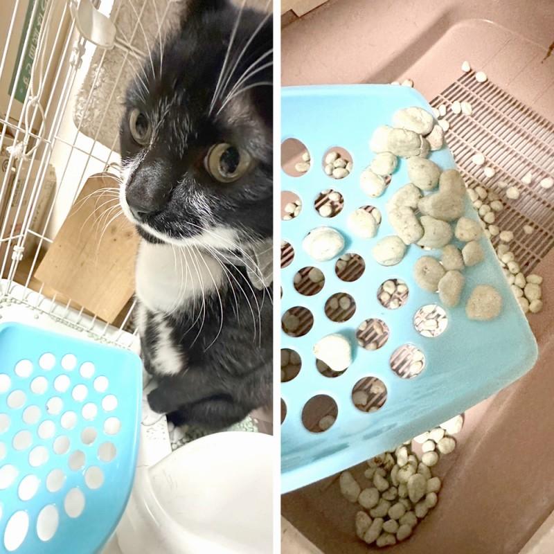 猫砂 スコップ 2個セット 大粒 トイレ 健康管理 シャベル お手入れ