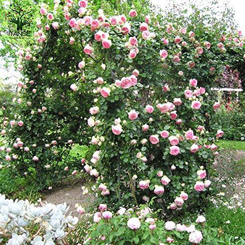 ピエールドゥロンサール クライミングローズ6号ポット苗 品種で選べる薔薇苗 1個売り 学名 Rosa バラ科バラ属 耐寒性落葉低木 花木 特 S Lanihonua 通販 Yahoo ショッピング