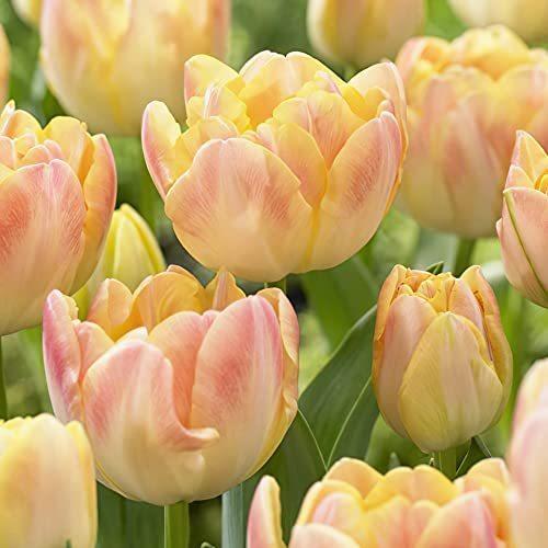 公式ショップ 八重咲きチューリップquot クリームアップスターquot 5球 品種で選べる花球根 5球入り1袋 学名 Tulipa L ユリ科 チューリップ属 豪華な八重咲チ