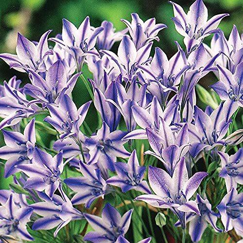 ブローディア ルディー5球学名 Triteleia Laxa キジカクシ科 ユリ科 トリテレイア属 かわいい