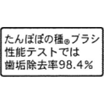 たんぽぽの種 ３６０度ぐるっと丸い歯ブラシ 極細毛 (成人用 4本セット 【2022年版新色】)｜lanui｜05