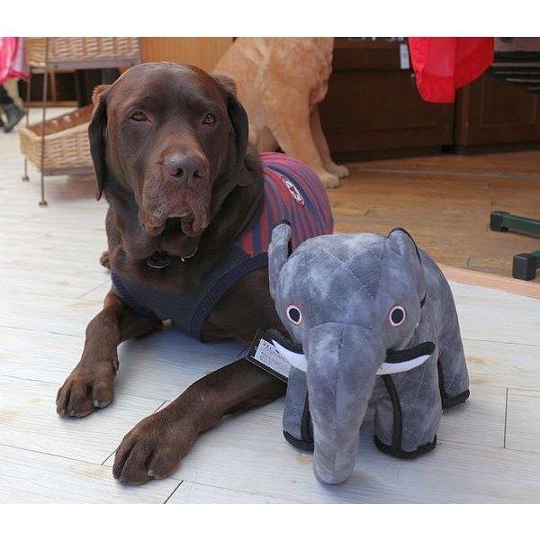 全国宅配無料 正規品 Tuffy ぞうのエミリー 丈夫なおもちゃのタフィー レギュラー タフィ 大型犬用おもちゃ 破壊 強度 丈夫 レトリーブ 絶対一番安い Studiostodulky Cz
