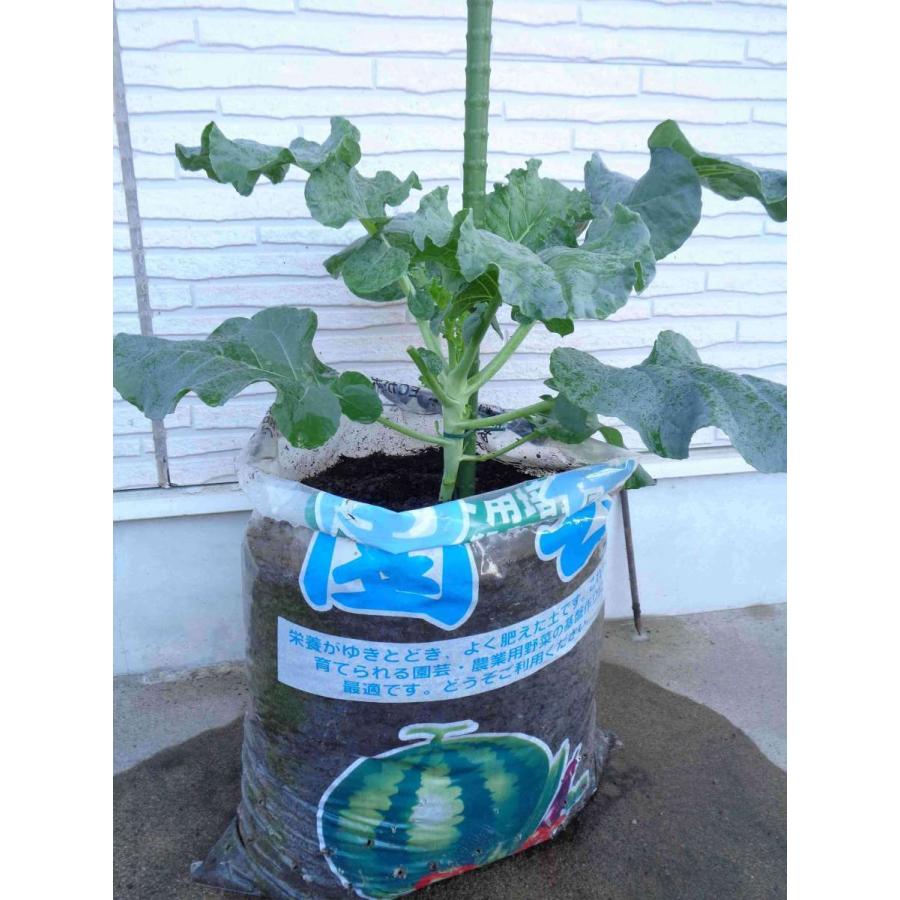 ポット用培土 野菜用 20L : 有限会社ラテック - 通販 - Yahoo!ショッピング