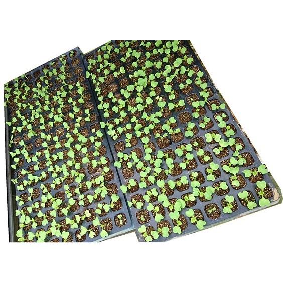 セル専用培養土 50L : 有限会社ラテック - 通販 - Yahoo!ショッピング