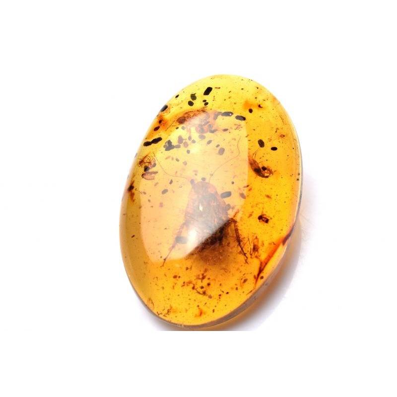 アンバー 琥珀 カメムシ 昆虫  コレクション 天然石 虫入り 価値上がる アンバー 琥珀 カメムシ こはく ネックレス 天然石 虫入り 価値