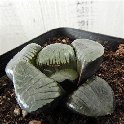 多肉植物 ハオルチア トロピカルナイト 7.5cmポット 観葉植物