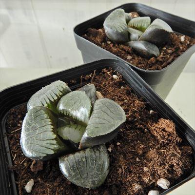 多肉植物 ハオルチア トロピカルナイト 7.5cmポット 観葉植物