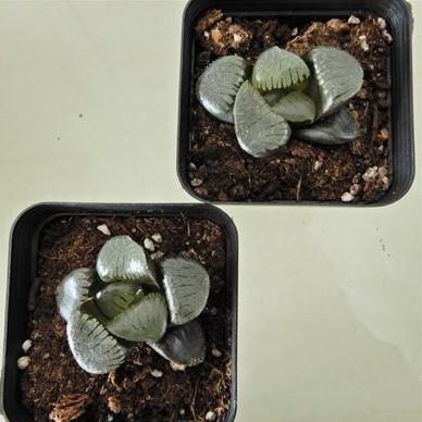 じ*じ様 ハオルチア トロピカルナイト錦 極上斑 多肉植物 ハオルチア トロピカルナイト 7.5cmポット 観葉植物