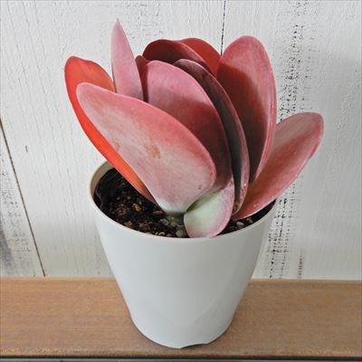 ファッション 多肉植物 カランコエ デザートローズ 10 5cmポット 観葉植物 インテリア Rmladv Com Br