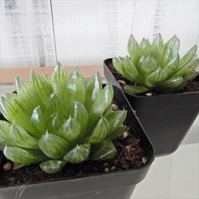 多肉植物 ハオルチア ライトグリーンの特美窓 エメラルドLED 7.5cm