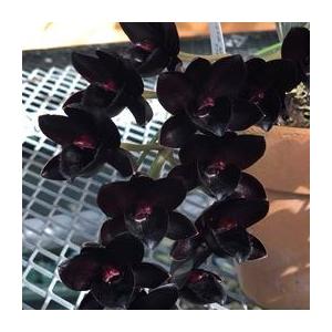 【開花見込株】フレッドクラーケアラ アフターダーク SVO ブラックパール 3号鉢 洋ラン 洋蘭 インテリア okd