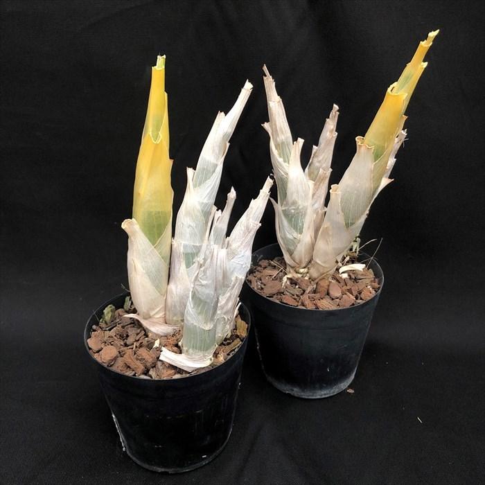 【開花見込株】フレッドクラーケアラ アフターダーク SVO ブラックパール 3号鉢 洋ラン 洋蘭 インテリア okd