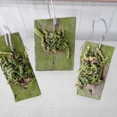 蘭 バルボフィラム モニリフォルメ Bulbophyllum moniliforme 板付き