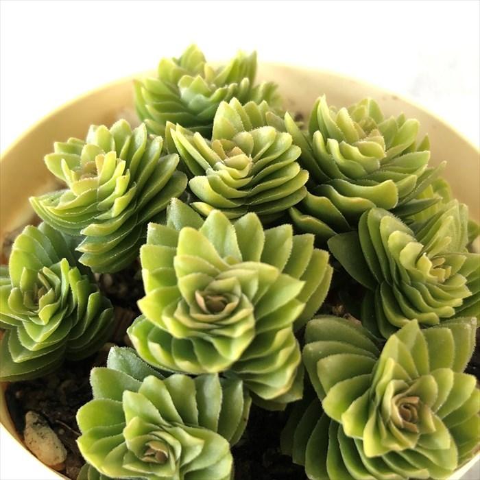 多肉植物 クラッスラ エスタニョール 6cmポット 観葉植物 インテリア
