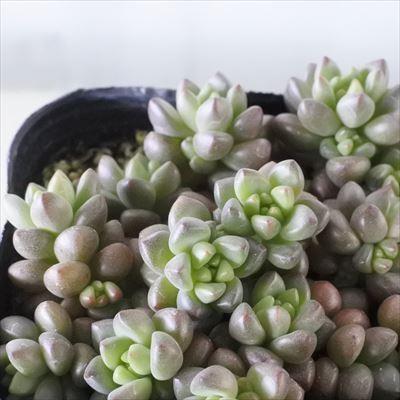 多肉植物 セダム ホワイトストーンクロップ 9cmポット 観葉植物
