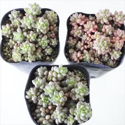 多肉植物 セダム ホワイトストーンクロップ 9cmポット 観葉植物