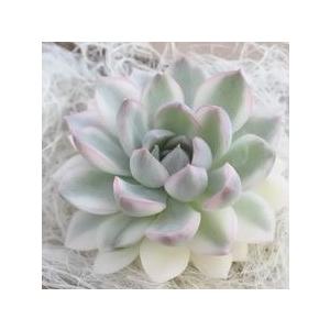 多肉植物 エケベリア メビナ錦 韓国苗 抜き苗 カット苗 約6 5cm 観葉植物 インテリア レイテストプランツ 通販 Yahoo ショッピング