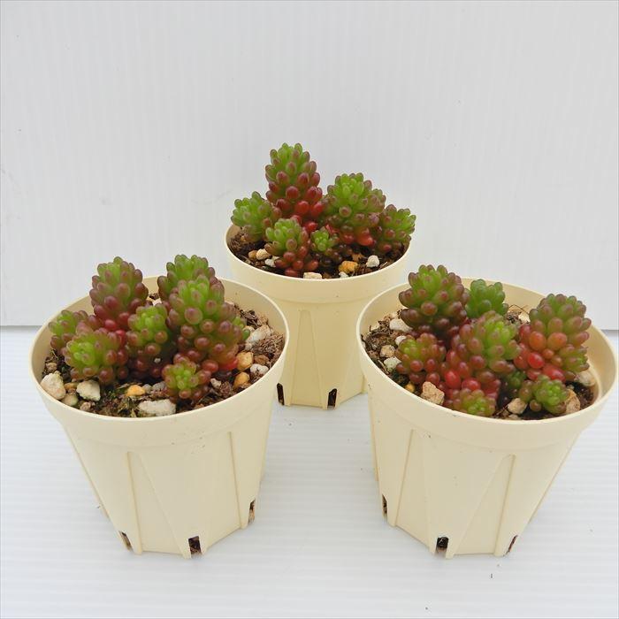 多肉植物 セダム レッドベリー 6cmポット 観葉植物 インテリア 多肉植物 セダム レッドベリー 6cmポット 観葉植物 インテリア