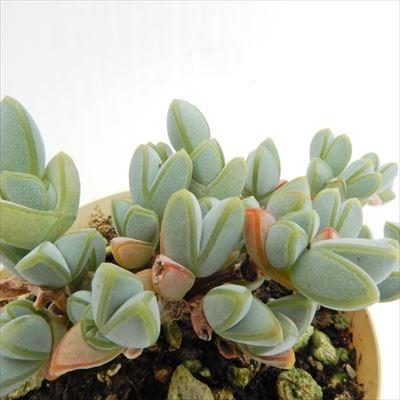多肉植物 エキヌス ヘキギョレン 碧魚連 6cmポット 観葉植物 インテリア Ejr