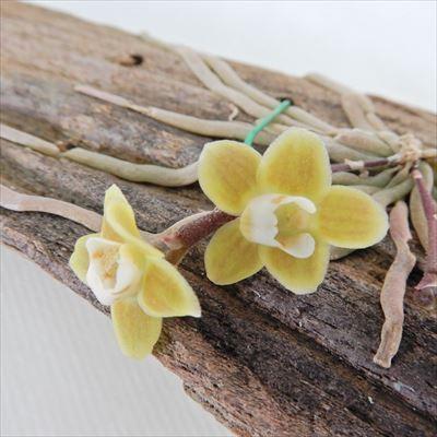 洋ラン【開花見込株】 chiloschista parishii キロスキスタ パリシー