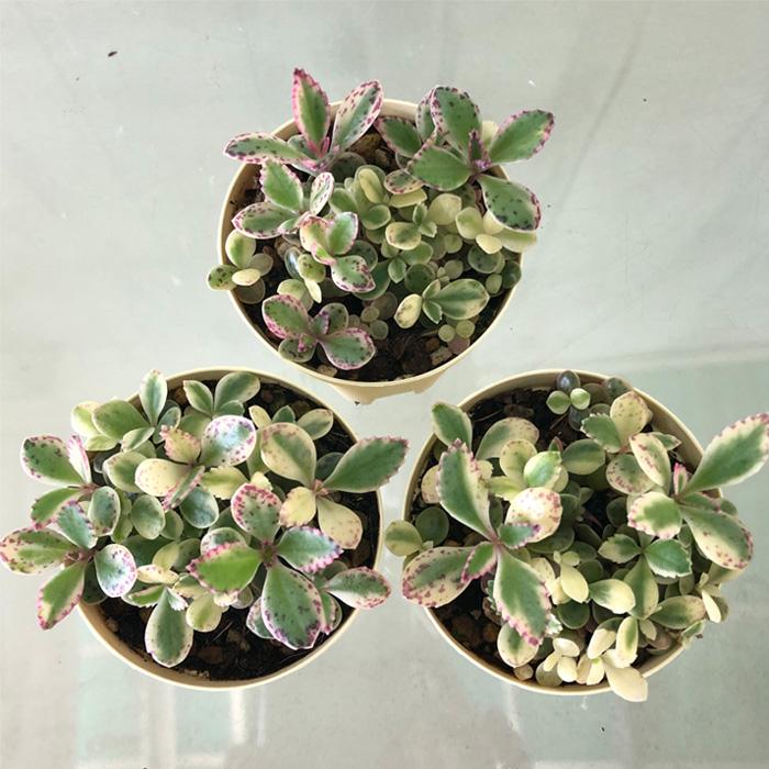 多肉植物 カランコエ 不死鳥錦 6cmポット 観葉植物 インテリア ejr