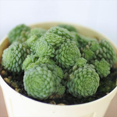 多肉植物 モナンテス ポリフェラ 6cmポット 観葉植物 インテリア Ejr Mastersconsultants Com