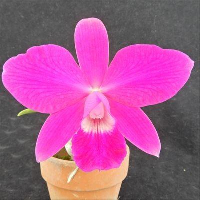 洋ラン 開花見込株 ミニカトレア ミユキ リトル キング Slc Miyuki Little King 7 5cm素焼き鉢 洋ラン 洋蘭 インテリア Efm 生花