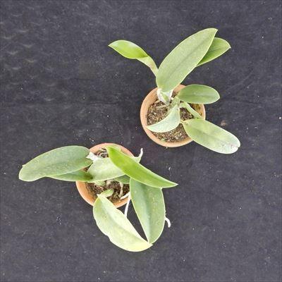 洋ラン【開花見込株】ミニカトレア ミニパープル セルレア Lc.Mini