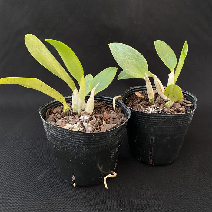 洋ラン【開花見込株】ミニカトレア ミニパープル セルレア Lc.Mini