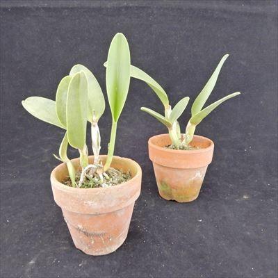 洋ラン【開花見込株】ミニカトレア リトルトシエ 'サンライズ