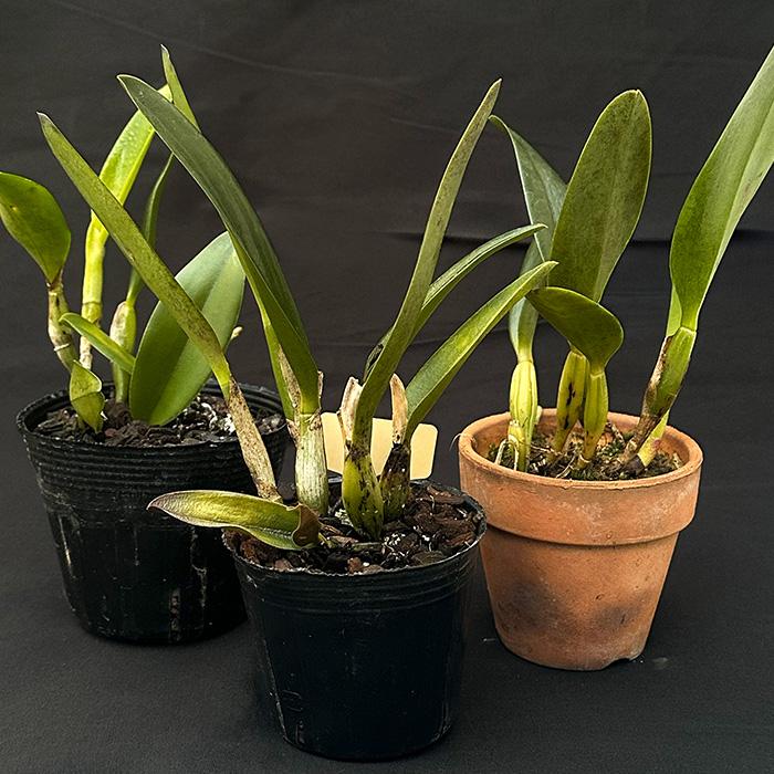 洋ラン【開花見込株】ミニカトレア ジャパニーズビューティー 'さくら