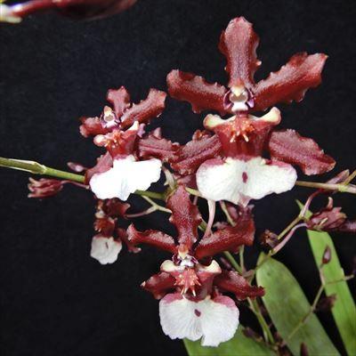 激安通販専門店 洋ラン 開花予定株 オンシジューム シャーリーベイビー スイートフレグランス Onc Shalley Baby Sweet Fragrace 9cm素焼き鉢 洋蘭 インテリア