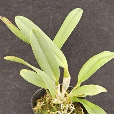 洋ラン【開花見込株】ミニカトレア プリンセス タカマド Princess Takamado 9cmポット 洋ラン 洋蘭 インテリア tak｜latestplants2019｜02