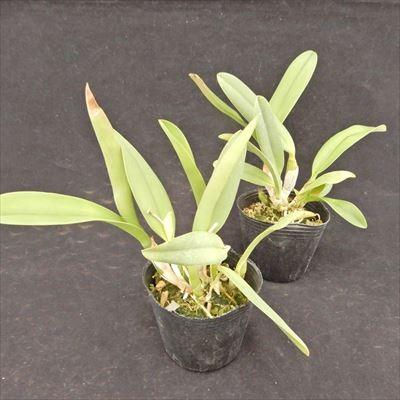 洋ラン【開花見込株】ミニカトレア プリンセス タカマド Princess Takamado 9cmポット 洋ラン 洋蘭 インテリア tak｜latestplants2019｜03