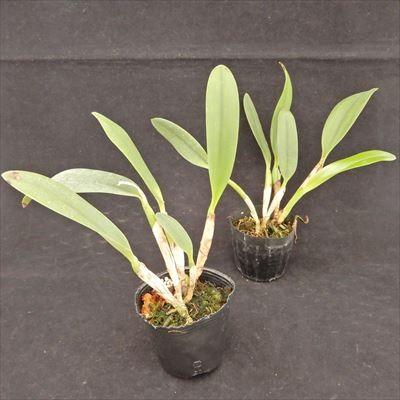 洋ラン【開花見込株】ミニカトレア メモリアルゴールド 'キャナリー
