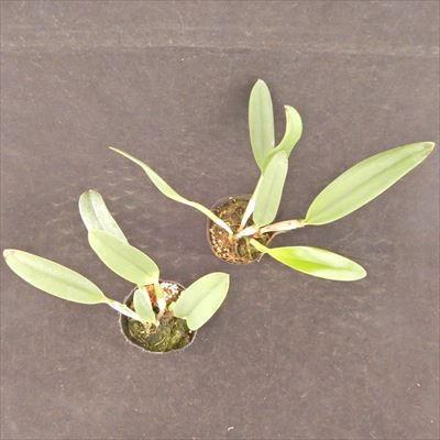 洋ラン【開花見込株】ミニカトレア メモリアルゴールド 'キャナリー
