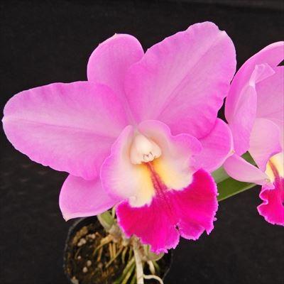 洋ラン【開花見込株】ミニカトレア コスモ アロハ Lc.Cosmo Aloha 9cm