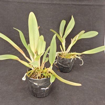 洋ラン【開花見込株】ミニカトレア スイート シュガー 'イシイ' Sweet