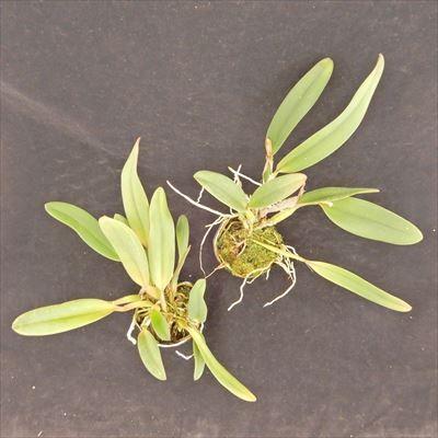 洋ラン【開花見込株】ミニカトレア スイート シュガー 'イシイ' Sweet