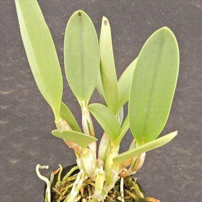 洋ラン【開花見込株】ミニカトレア ハウ ヤン エンジェル 'F.select