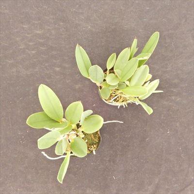 洋ラン【開花見込株】ミニカトレア ハウ ヤン エンジェル 'F