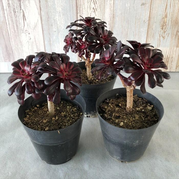 多肉植物 アエオニウム 真っ黒 黒法師錦 10.5cmポット 観葉植物