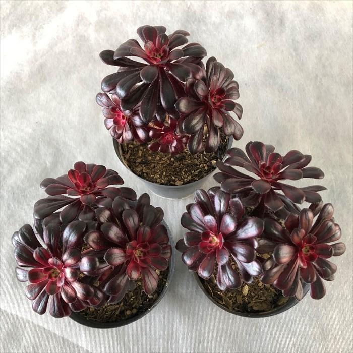 多肉植物 アエオニウム 真っ黒 黒法師錦 10.5cmポット 観葉植物